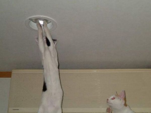 Cat changing lightbulb