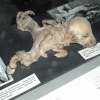Chernobyl puppy