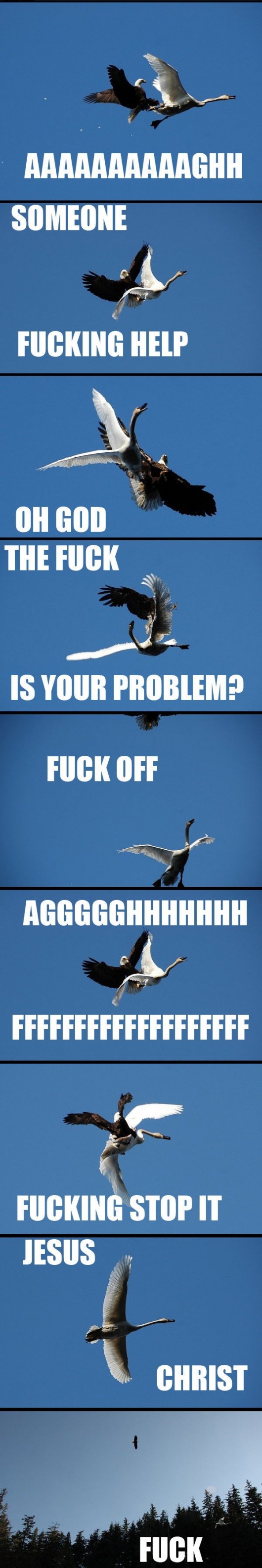Eagle vs. swan in mid-air