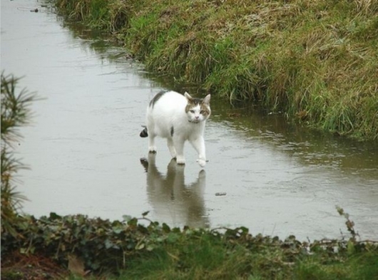 Jesus cat