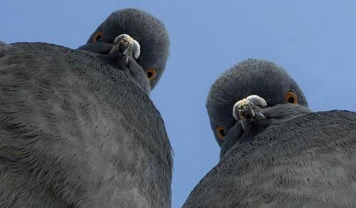 Mad pigeons
