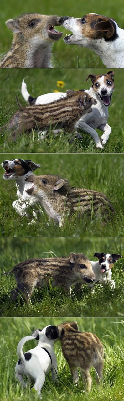 Puppy vs. baby boar
