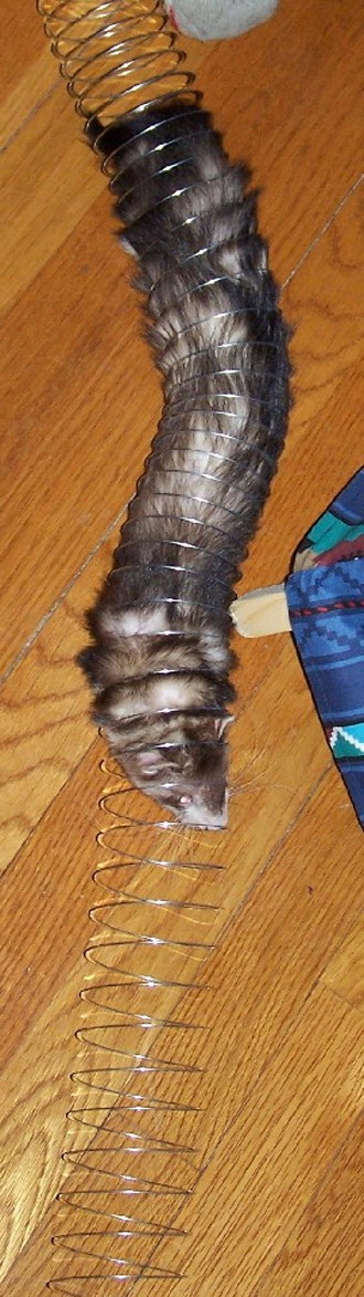 Slinky ferret