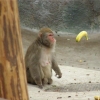 Telekinetic baboon Telekinetic baboon
