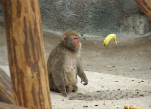 Telekinetic baboon