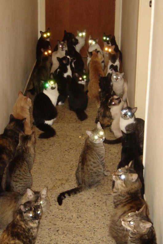 Cat hallway