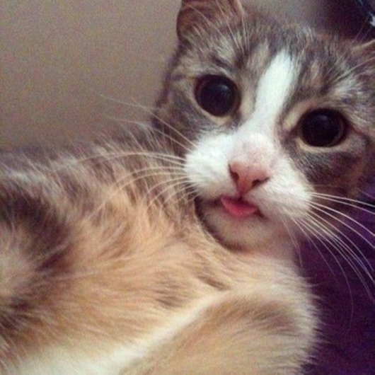 Cats taking selfies - Picture 15