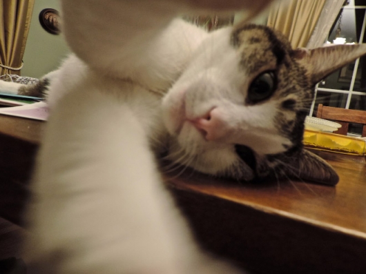 Cats taking selfies - Picture 21