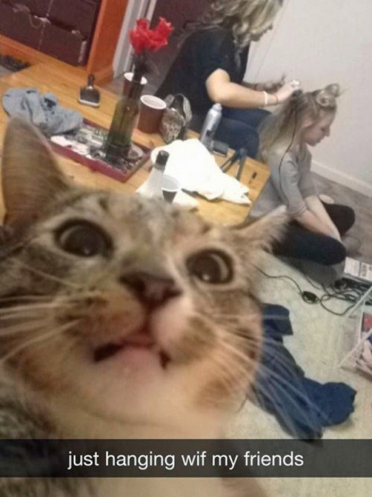 Cats taking selfies - Picture 23
