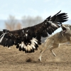 Bald eagle vs. wolf Bald eagle vs. wolf