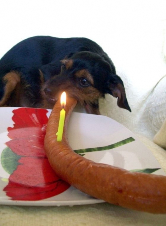 Doggy birthday sausage