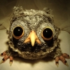 Owl Owl