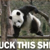 Panda had enaugh Panda had enaugh