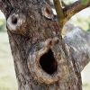 Surprised tree Surprised tree