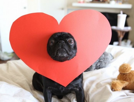 Valentine dog