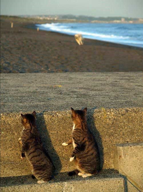 Cats spy on dog