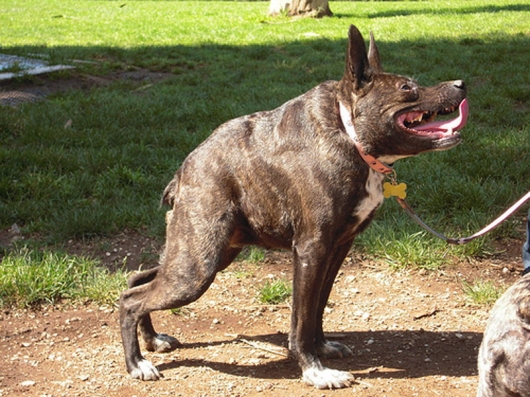 wtf-dog.jpg