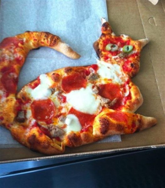 Cat pizza Really funny pictures collection on