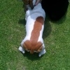 Dog with a dick on its back