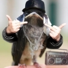 Gangsta bird Gangsta bird