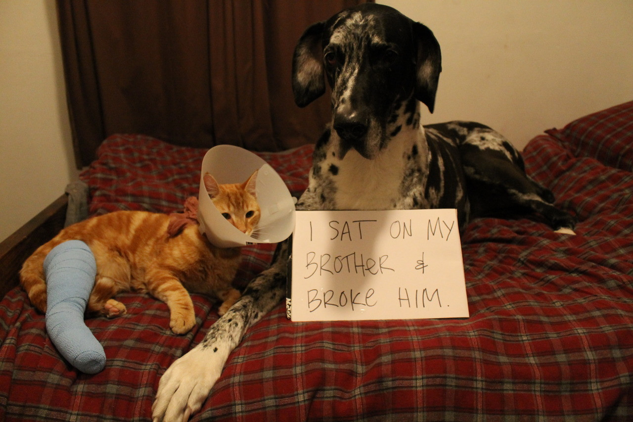 puppy shaming shaming really pictures collection on picshag puppy shaming shaming really pictures collection on picshag