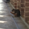 Well endowed squirrel
