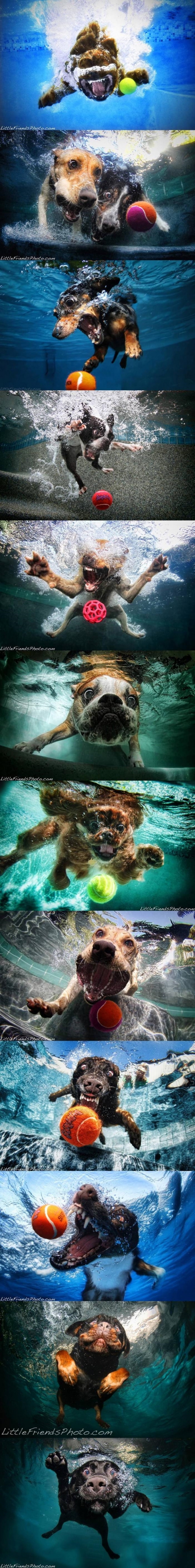 Dogs chasing balls underwater