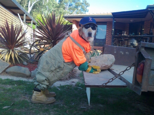 Worker dog