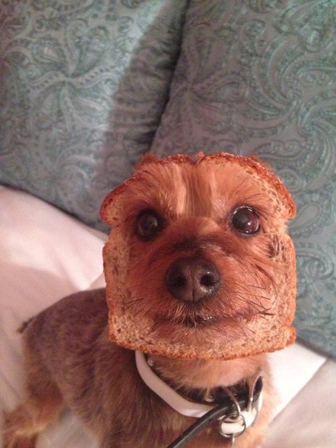 Half dog, half bread