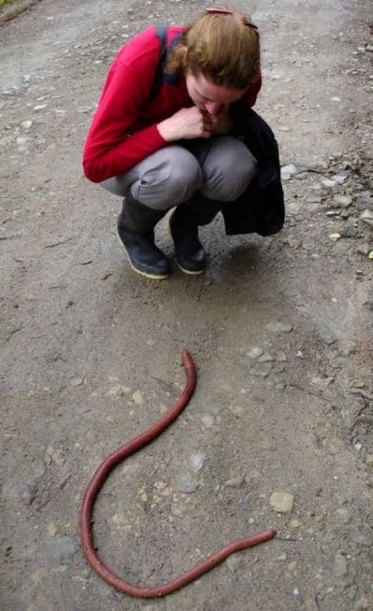 Huge worm