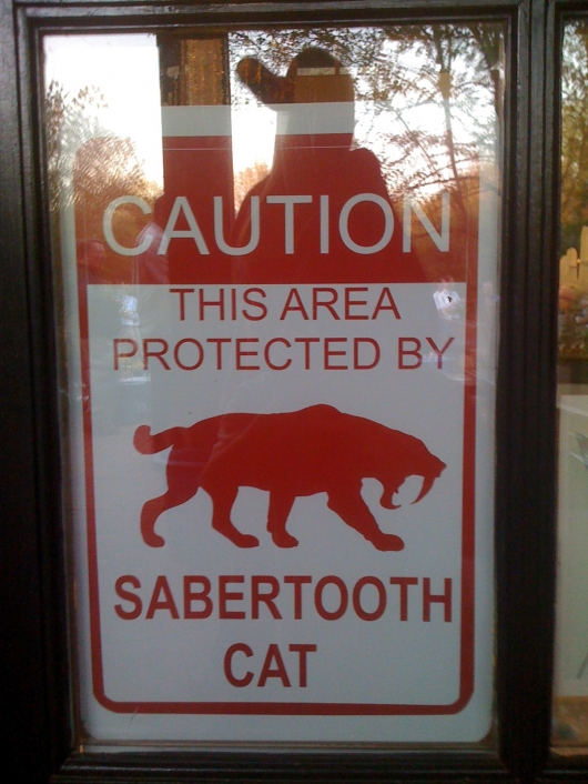 Sabertooth cat