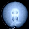 Stingray X-ray Stingray X-ray
