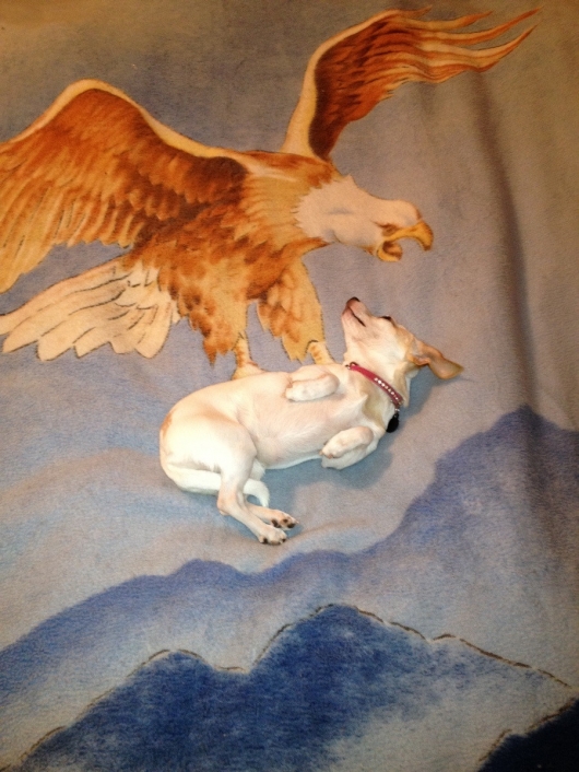 Dog on a blanket
