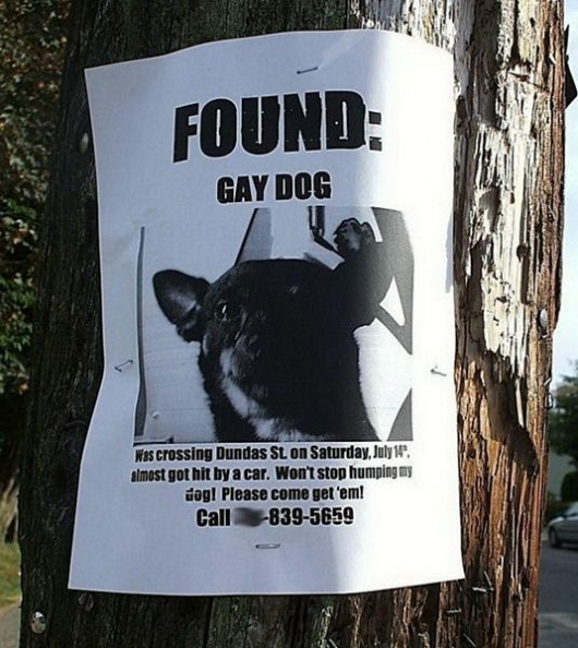 Gay dog found
