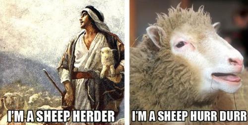 Sheep Hurr Durr