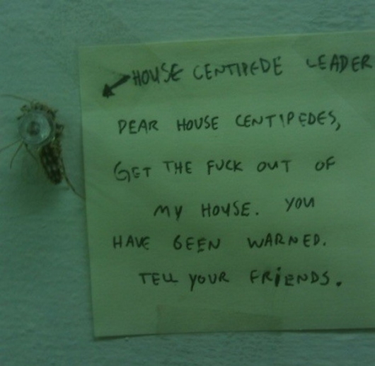 Dear house centipedes
