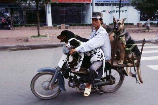 Dogs on a bike