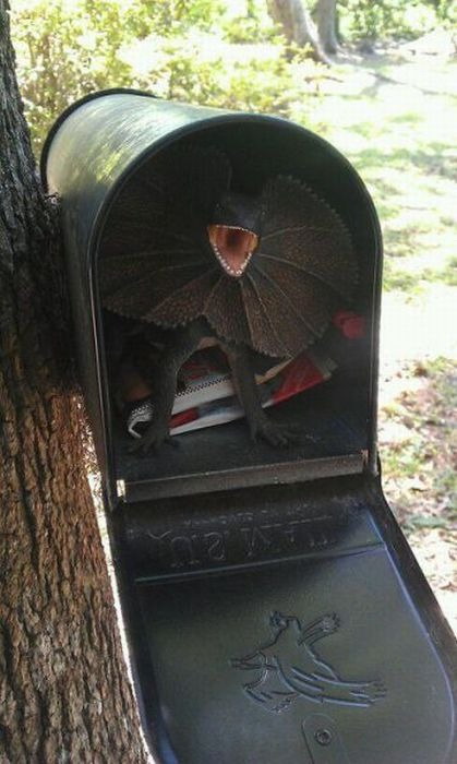 Lizard in the mailbox 