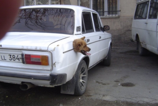Dog in car's trunk