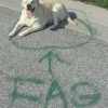 Fag dog