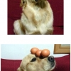 Dog balances eggs