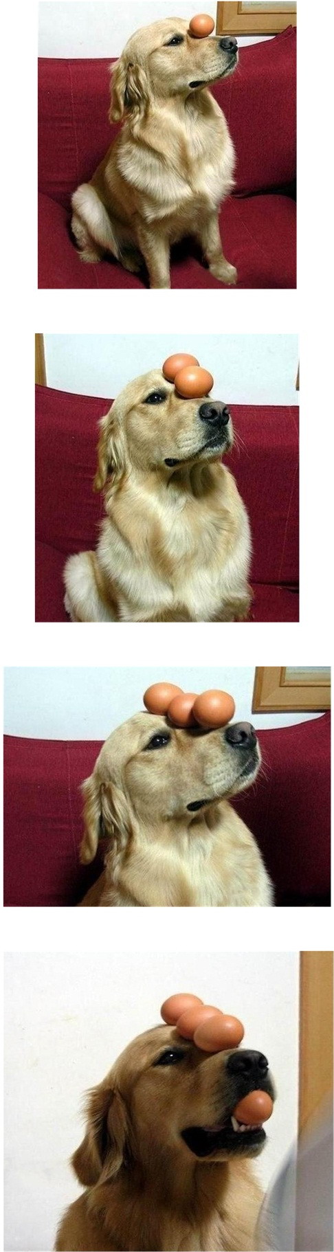 Dog balances eggs
