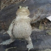 Waving toad