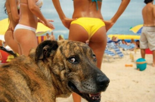 Dog checking out some ass