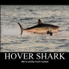 Hover shark Hover shark