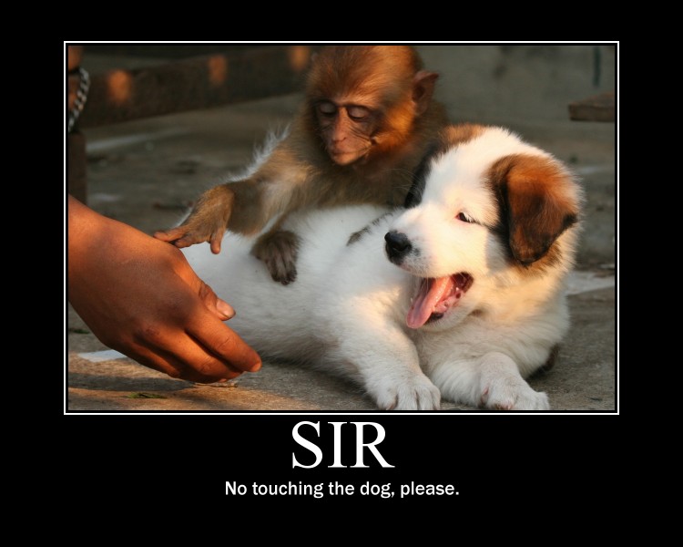 [Bild: no-touching-the-dog-please-big.jpg]