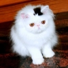 Cat with permanent top-hat