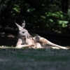 Chilling kangaroo