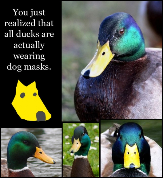 Ducks with dog masks