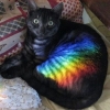 Rainbow cat Rainbow cat